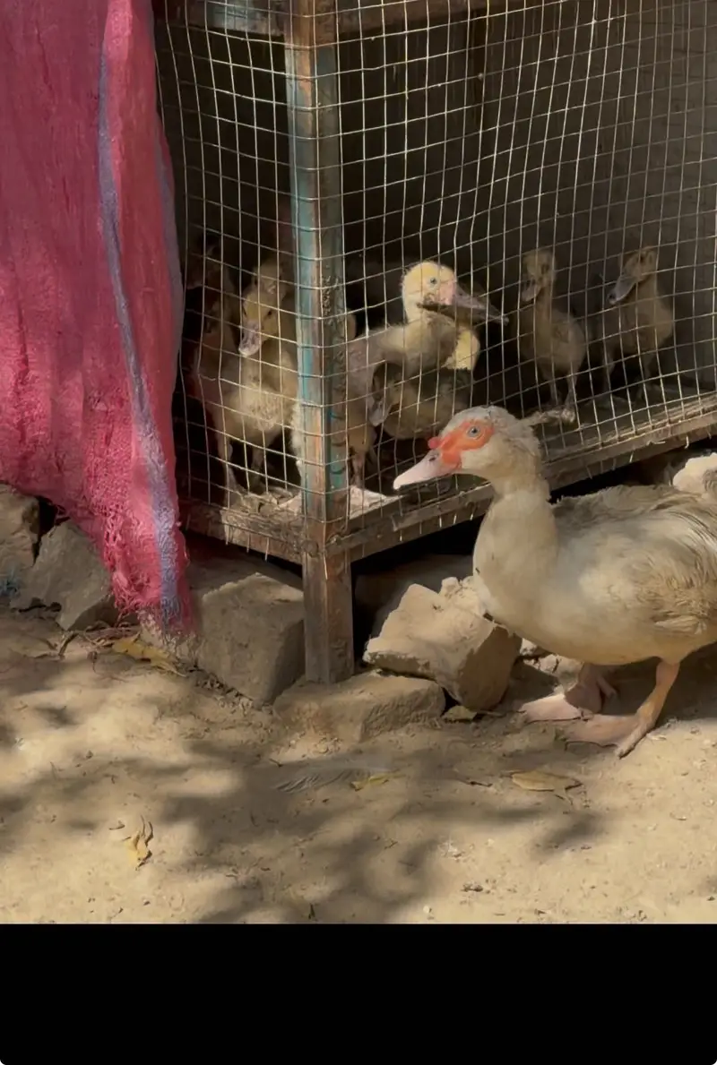 Muscovy chicks — photo 3
