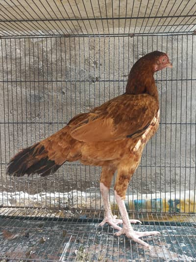 Aseel Hens for sale