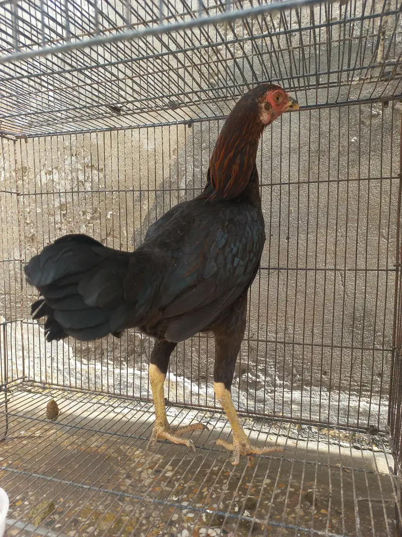 Aseel Hens for sale — photo 2
