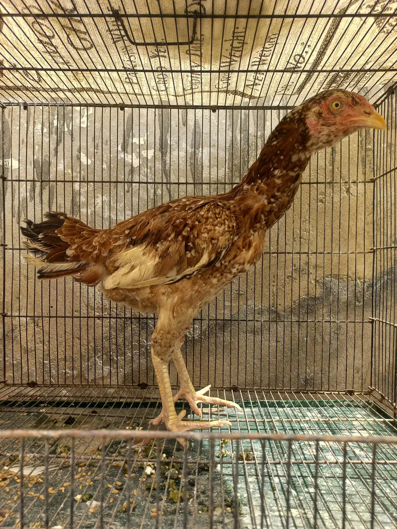 Aseel Hens for sale — photo 3