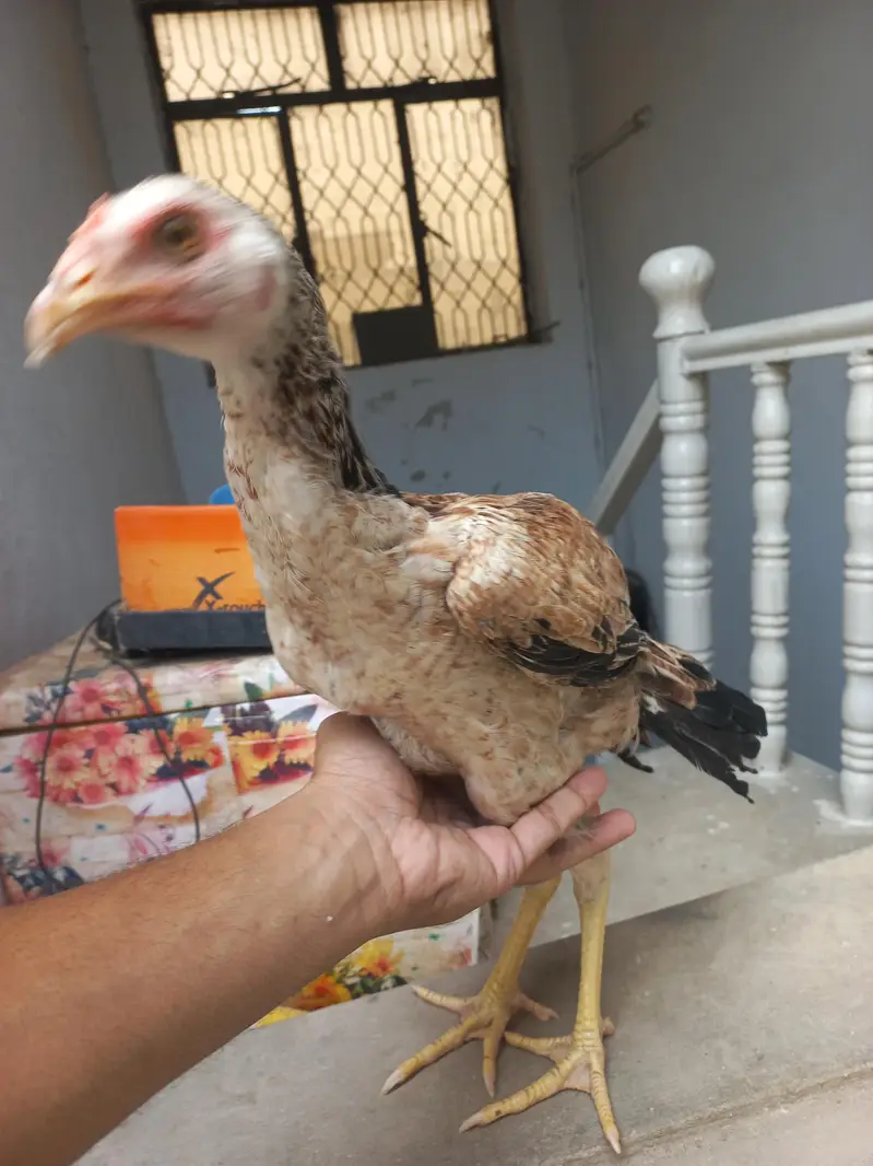 Aseel Hens for sale — photo 4