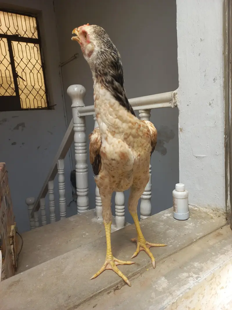 Aseel Hens for sale — photo 5