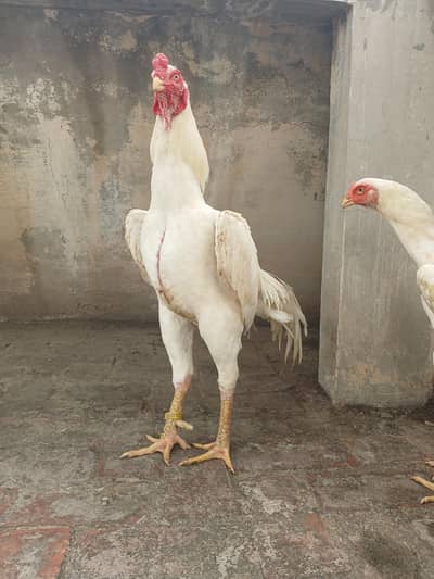 OH Shamo/ WHITE SHAMO/KING SIZE/BREEDER SHAMO/SHAMO ASEEL