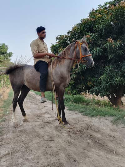 dasi horse for sale
