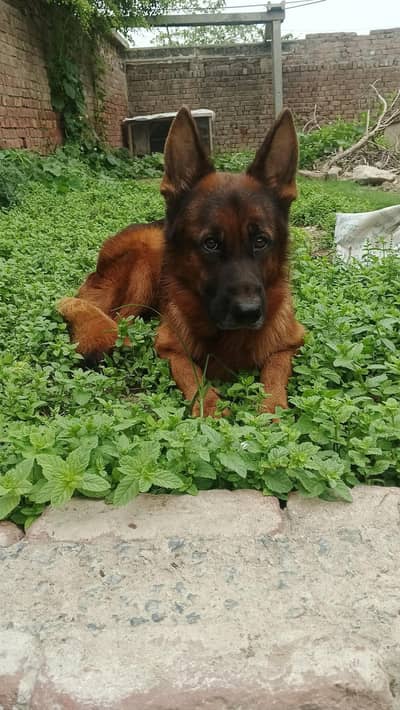German shepherd for sale