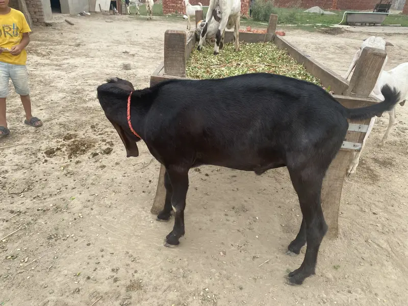 Goats for sale | Bakra | — photo 2