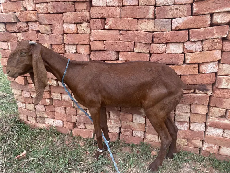 Goats for sale | Bakra | — photo 3