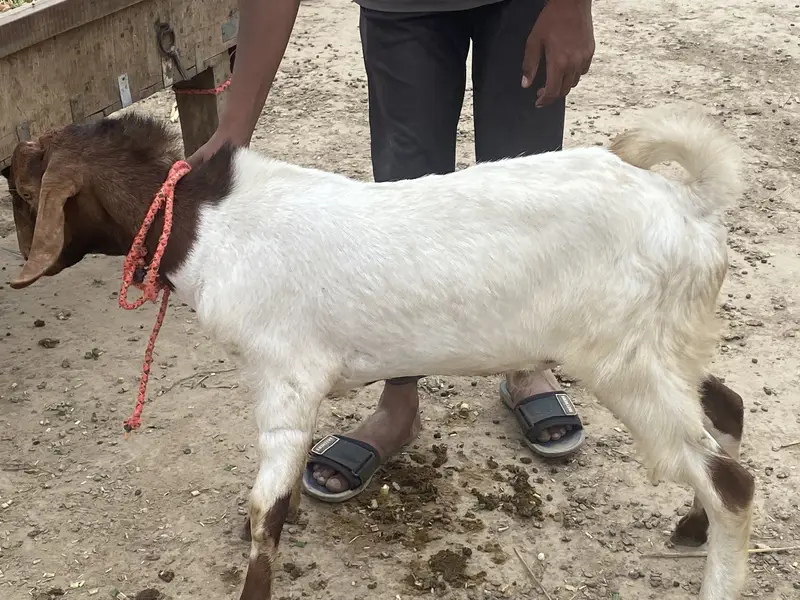 Goats for sale | Bakra | — photo 4