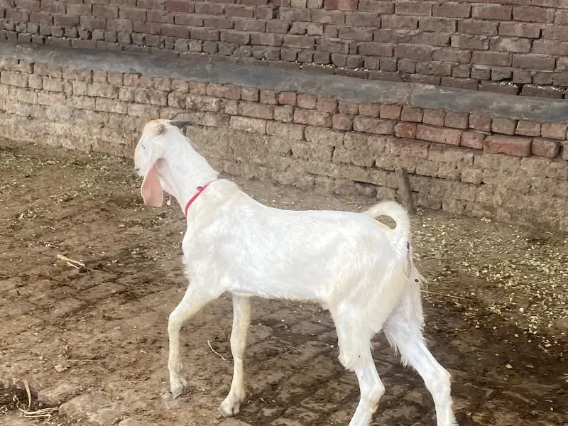 Goats for sale | Bakra | — photo 5