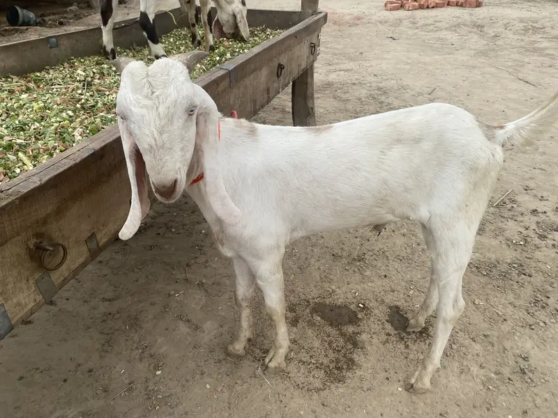 Goats for sale | Bakra | — photo 6