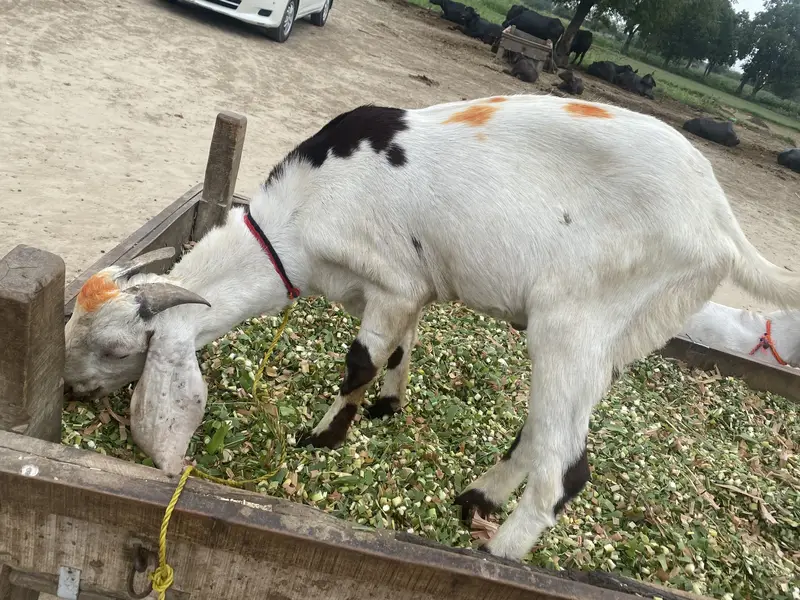Goats for sale | Bakra | — photo 7