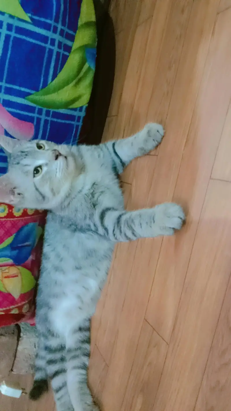 Mix Breed — photo 3