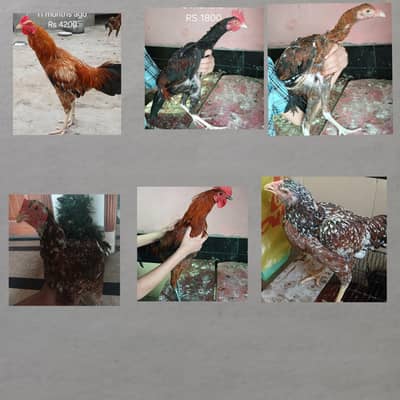 Jawa aseel . Urgent sale