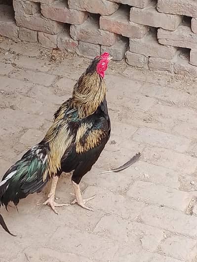 Assel Male fo sale