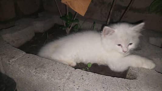 odd eys kitten for sale