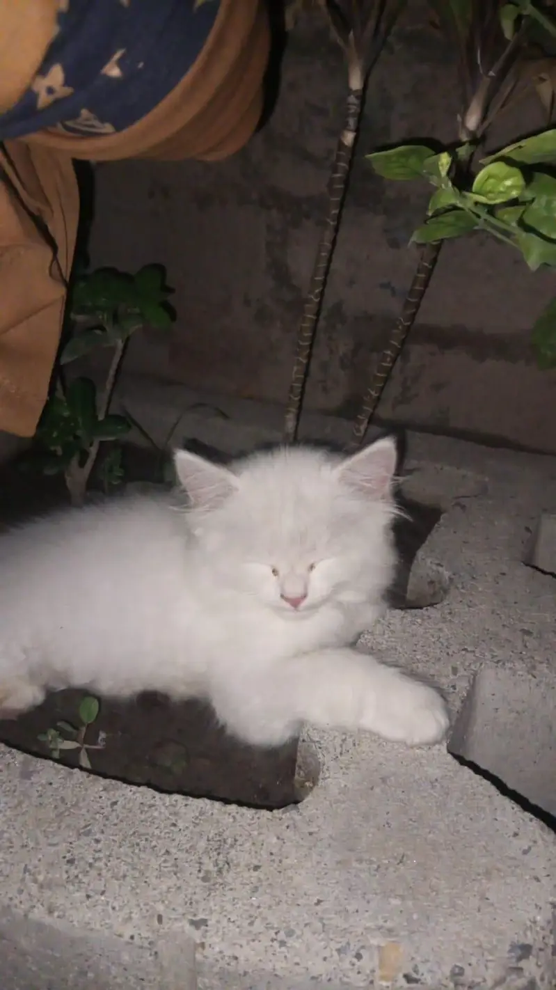 odd eys kitten for sale — photo 2