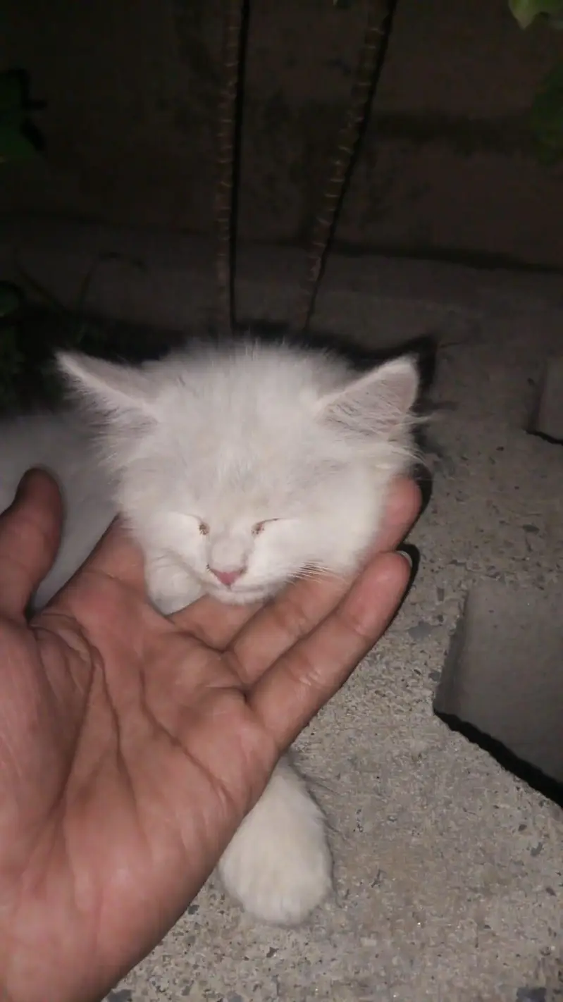 odd eys kitten for sale — photo 3