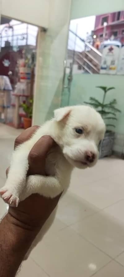 Russian puppy pink nose