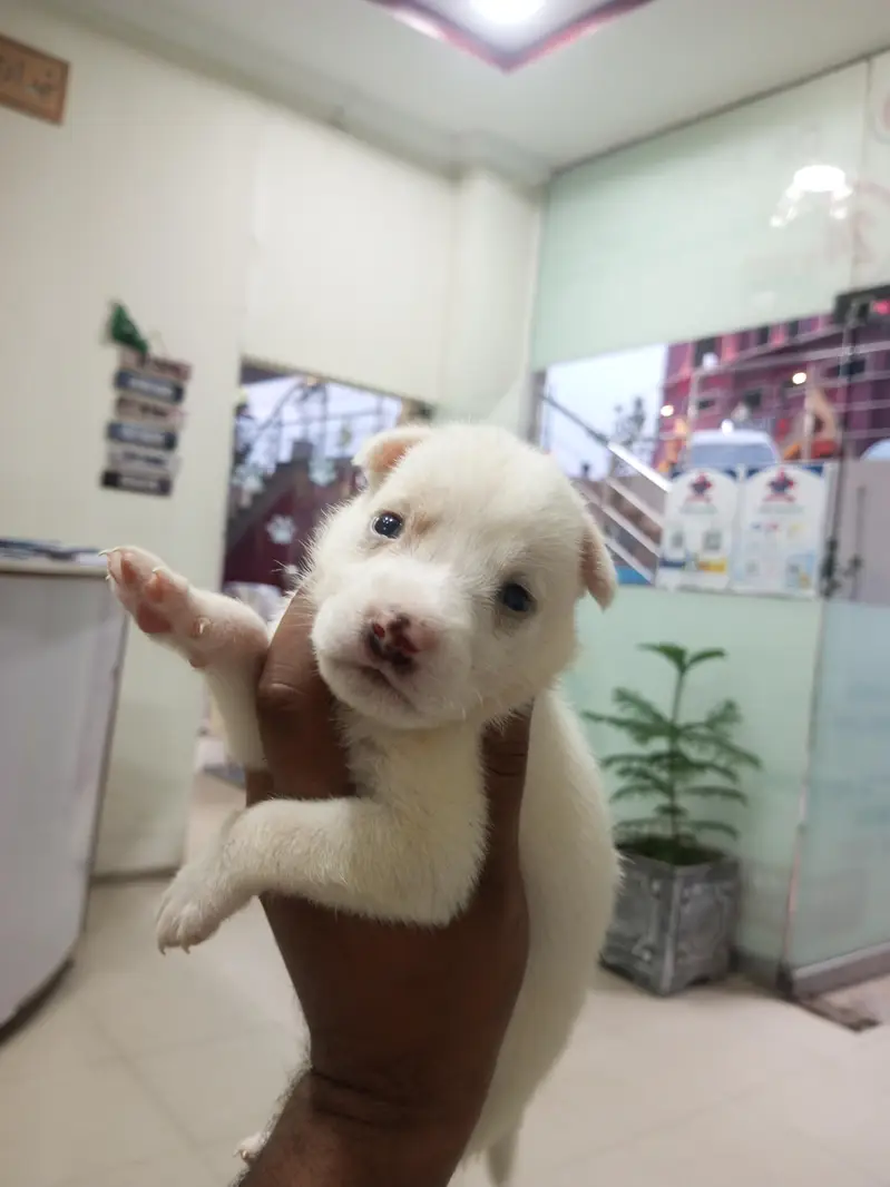 Russian puppy pink nose — photo 3