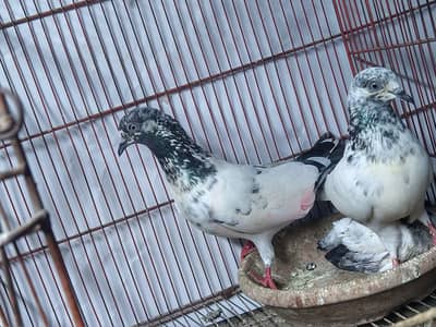 3 pairs pigeon