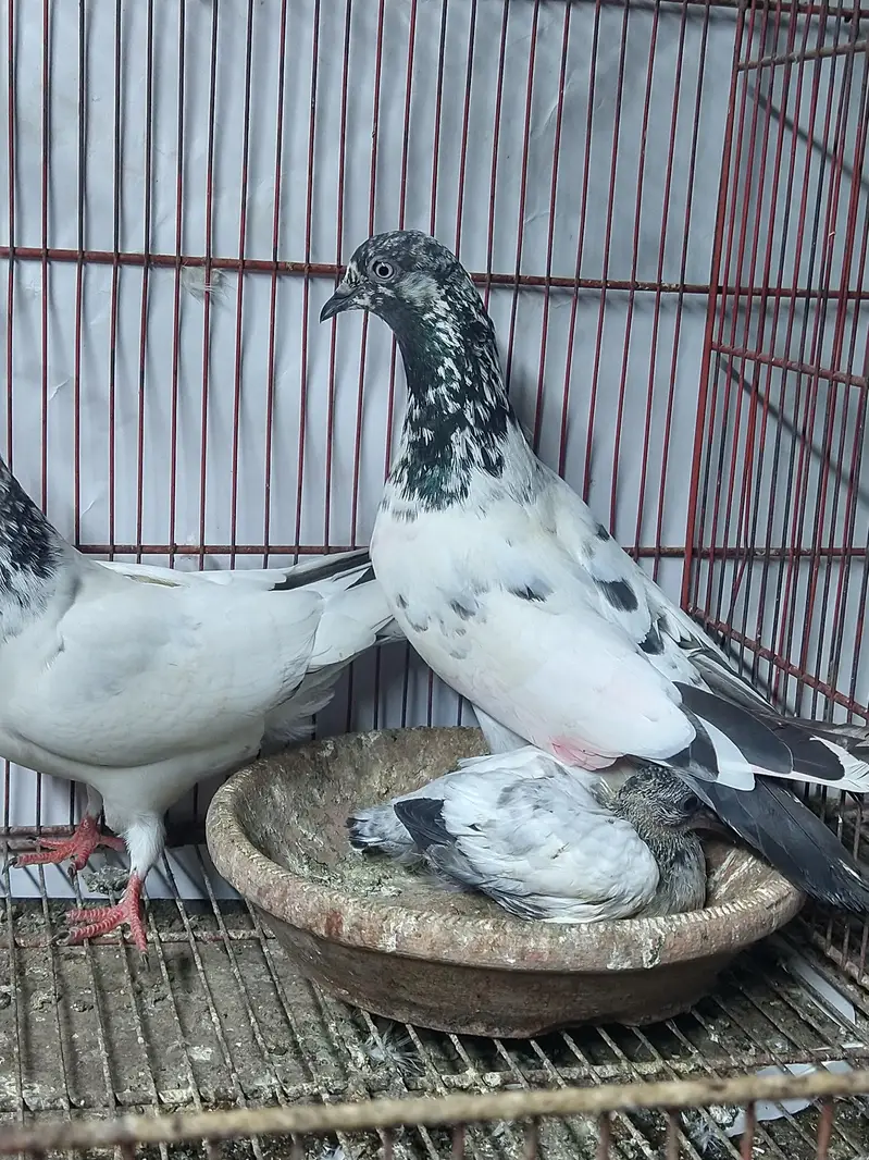 3 pairs pigeon — photo 2