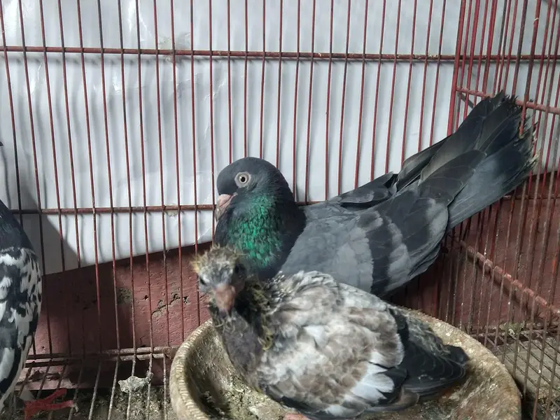 3 pairs pigeon — photo 3