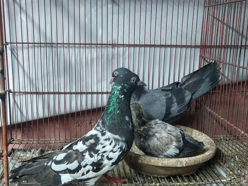 3 pairs pigeon — photo 4