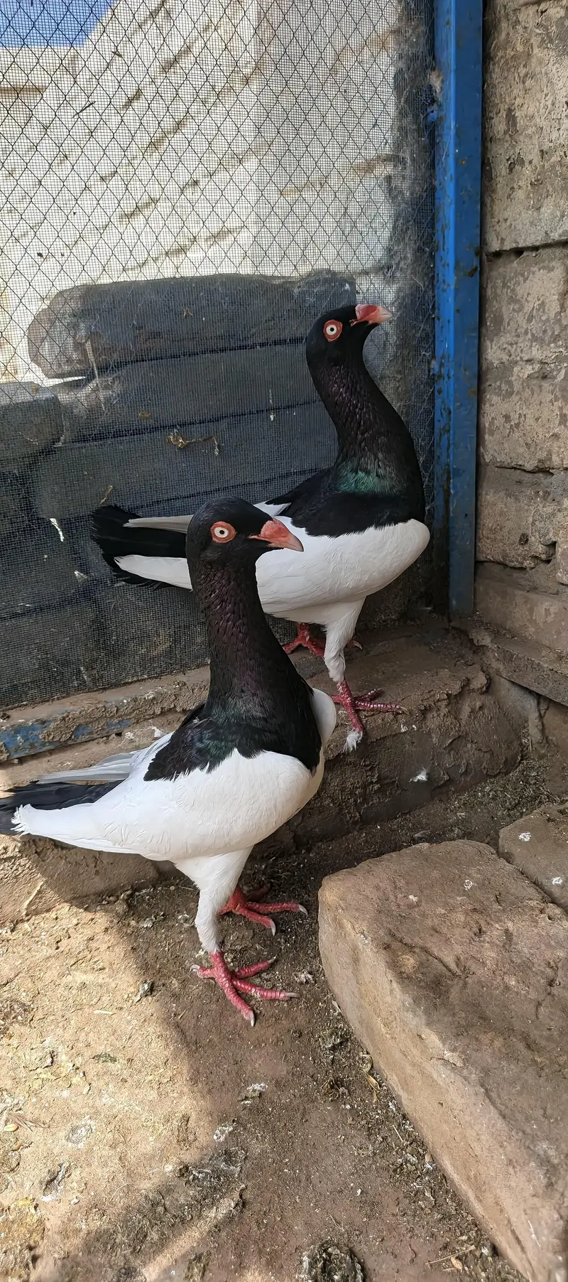 Magpie Daynish Breader pair — photo 2