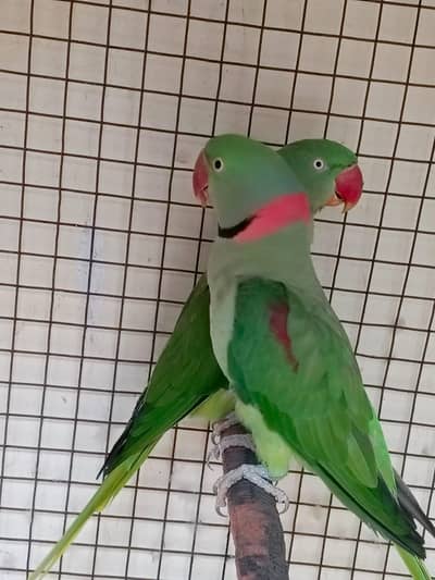 Raw Kashmiri Breeder Pair with Cage, Fertille eggs Pahari Parrots
