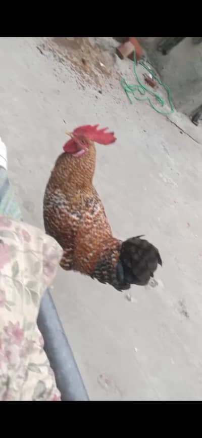 desi hen egg laying