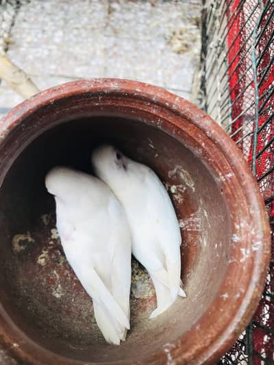 White albino