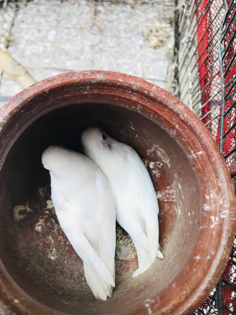 White albino — photo 2