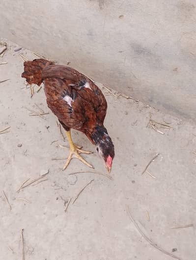 Assel Chicks for Sale