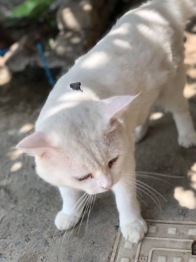 important persian