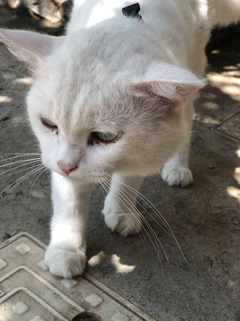 important persian 1