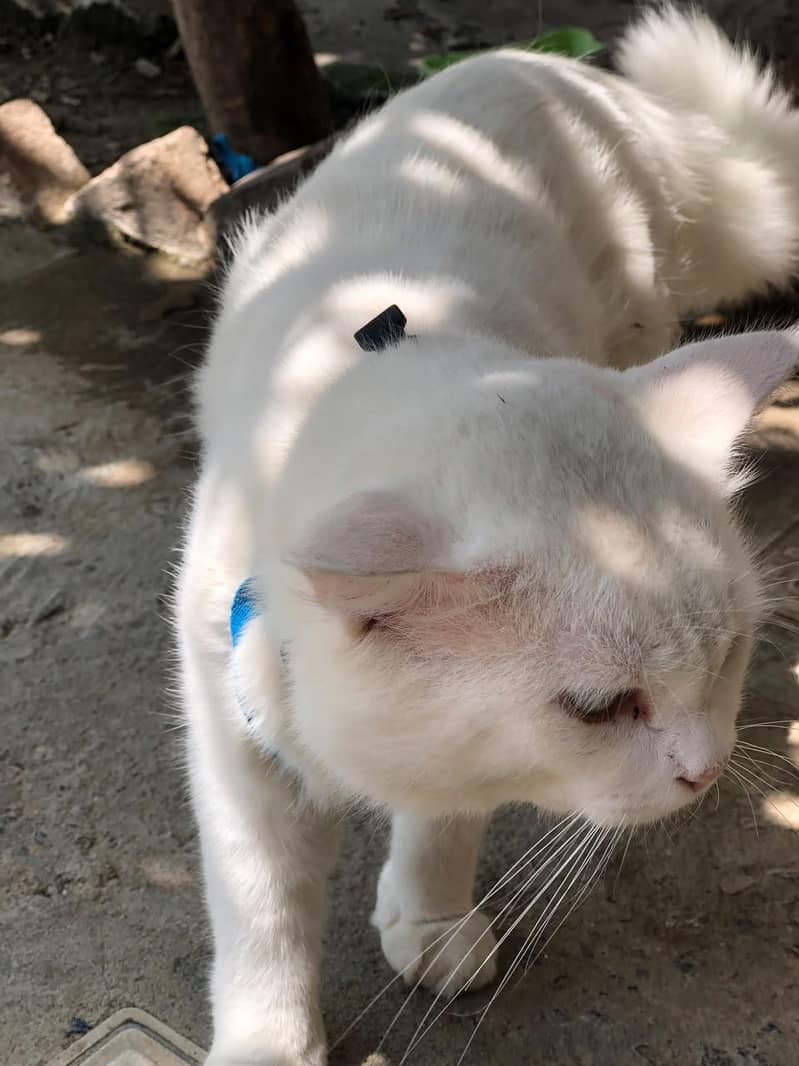important persian 2