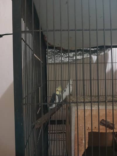 2 Male Cockatiels for Sale – Hand-Tamed & Healthy