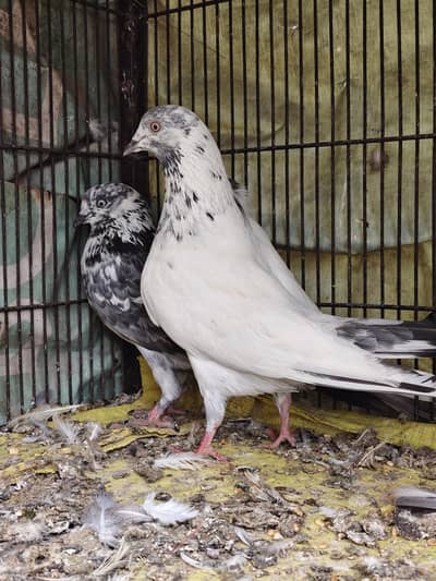 Pigeon Pairs