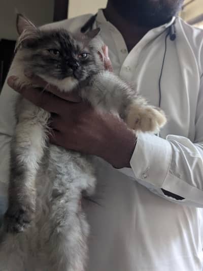 kitten for sale  Persian Gray