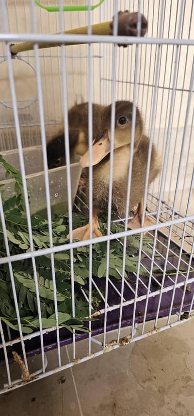 2 Ducks