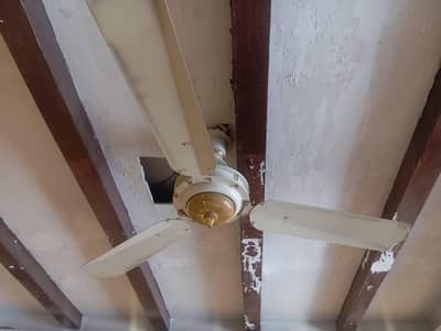 celling fan