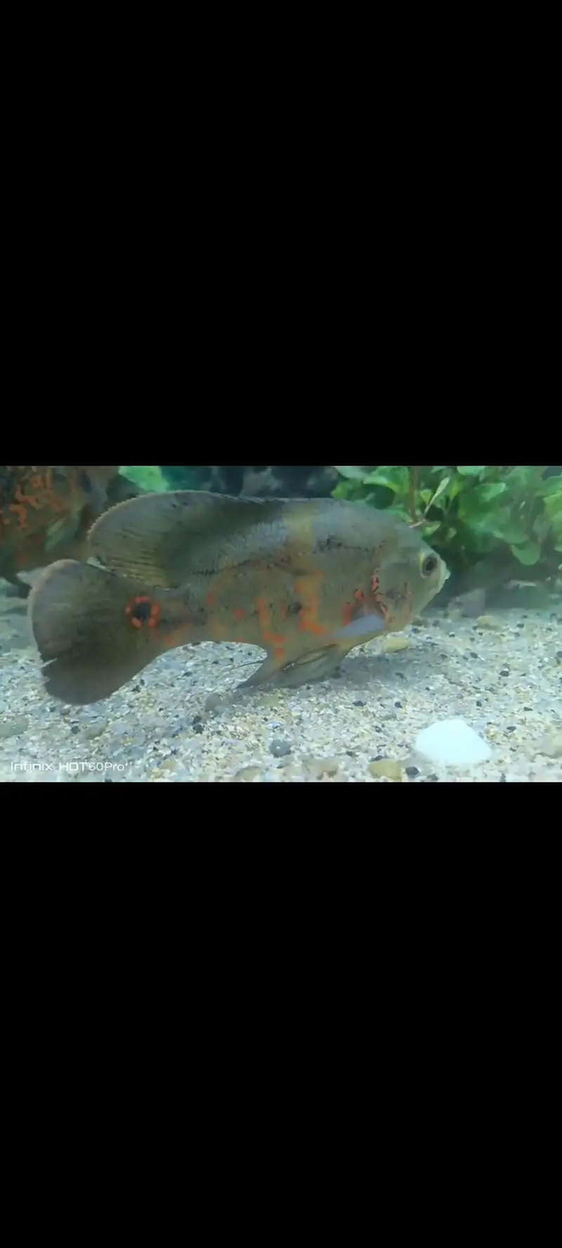 aquarium and Oscar fish — photo 2
