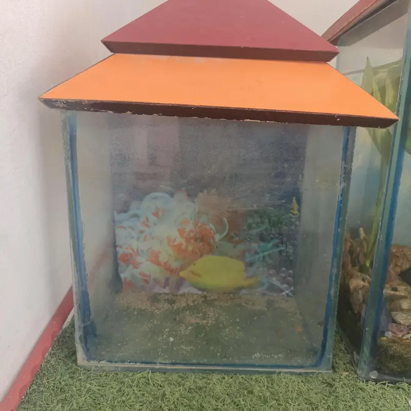 aquarium and Oscar fish — photo 3