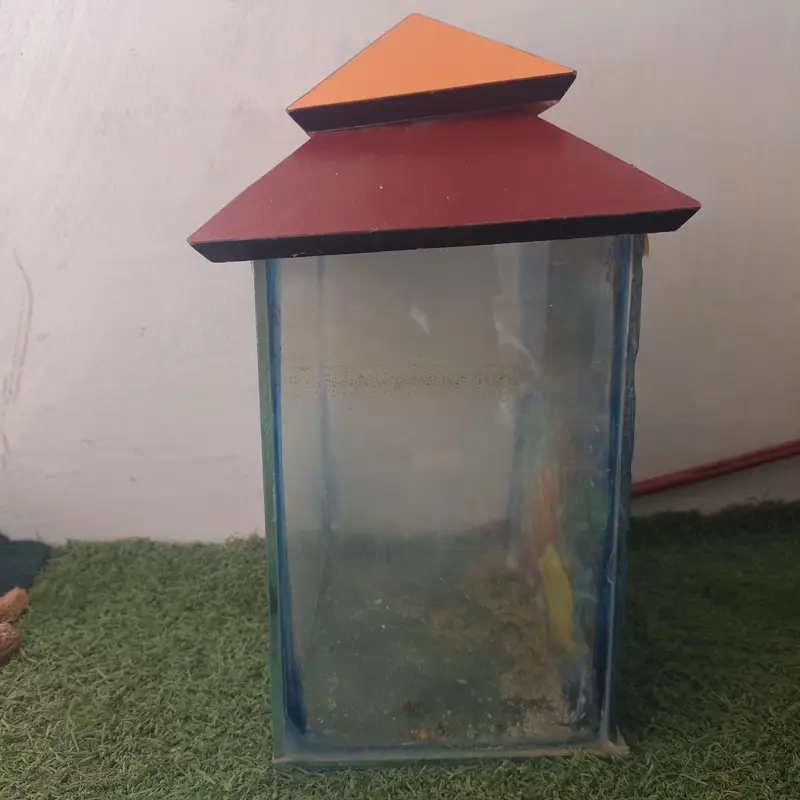 aquarium and Oscar fish — photo 4
