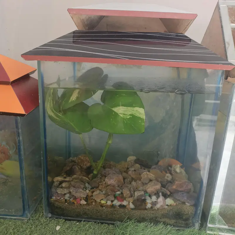 aquarium and Oscar fish — photo 5