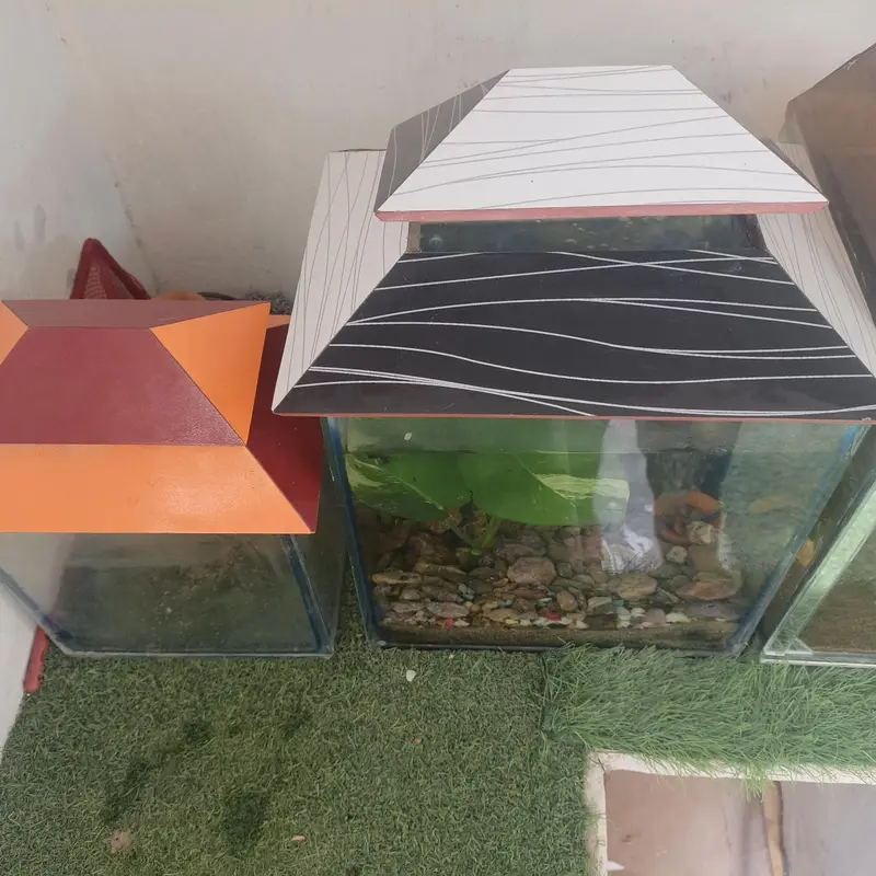 aquarium and Oscar fish — photo 6