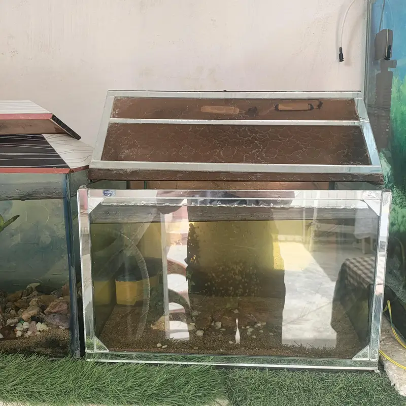 aquarium and Oscar fish — photo 8