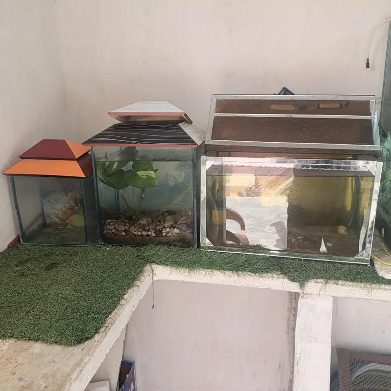 aquarium and Oscar fish — photo 9