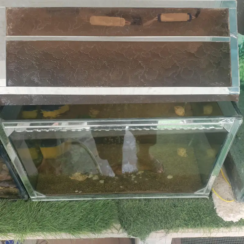 aquarium and Oscar fish — photo 10