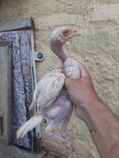 Heera and lakha chitpara aseel chicks